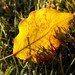 Autumn_47_cl_square
