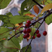 Autumn_29_cl_square