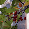 Autumn_29_cl_thumb