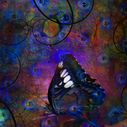 Colorfulbutterfly_card