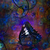 Colorfulbutterfly_thumb