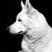 Lady_portrait_2_square