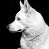 Lady_portrait_2_thumb