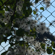 Flover_card