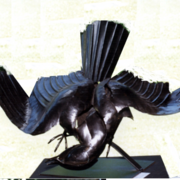 L_aigle_noir_card