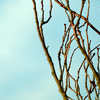 Last_leaf_standing_thumb