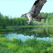1038-raptor_lake_card