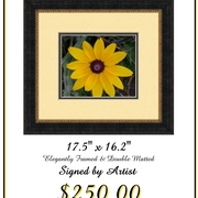 Black_eyed_susan_one_card