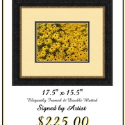 Black_eyed_susans_card