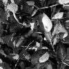 Mountain_shrub_thumb