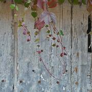 Decor-natural_card