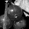 Barwice_2006_046_thumb