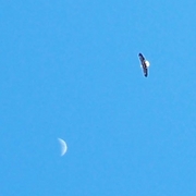 Eagle_and_moonj_cropped_card