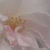 P1020315_thumb