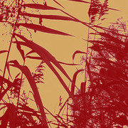 Schilf_003_card