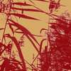 Schilf_003_thumb