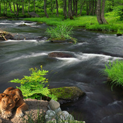 1040-jungle_stream_surprise_card