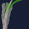 Lab-33_thumb