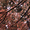 Autunno_thumb