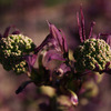 Img_2046_thumb