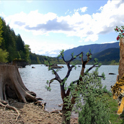 1043-tiger_lake_card
