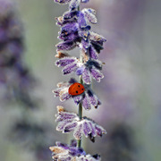 Dsc_0041_ladybug_card
