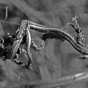 Dsc_0153deformed_card