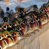 Dsc_0139woodducks_in_a_row_thumb