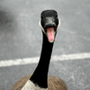 Geese20_thumb