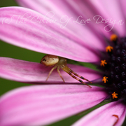 Camera_shy_card