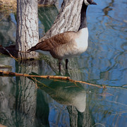 Dsc_0071goose_reflect_card