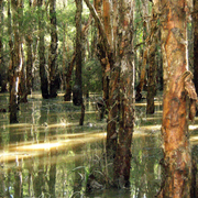 Porters_creek_card