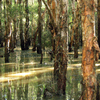 Porters_creek_thumb