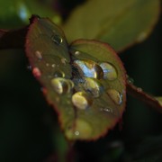 Dsc_0068water_drops_card