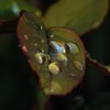 Dsc_0068water_drops_thumb