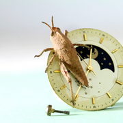 Saute_tout_le_temps_card