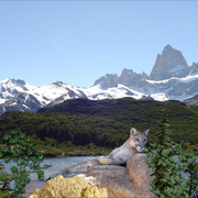 1042b-cougar_lake_card