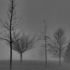 Brumearbresmatin_thumb