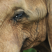 Elephant_card