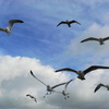 Flight_thumb