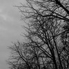 Branches_up_thumb