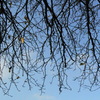 Branches_down_thumb