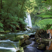 1045-rainforest_reflecions_card