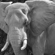 Huge_elephant_card
