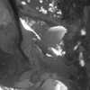 Bark_wm_thumb