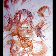 Comida15_card