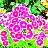 Jardin_051_thumb