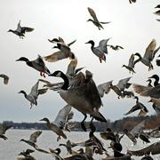 Fly_away_final_card