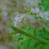 Barwice_2006_048_thumb
