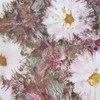 Daisys_thumb